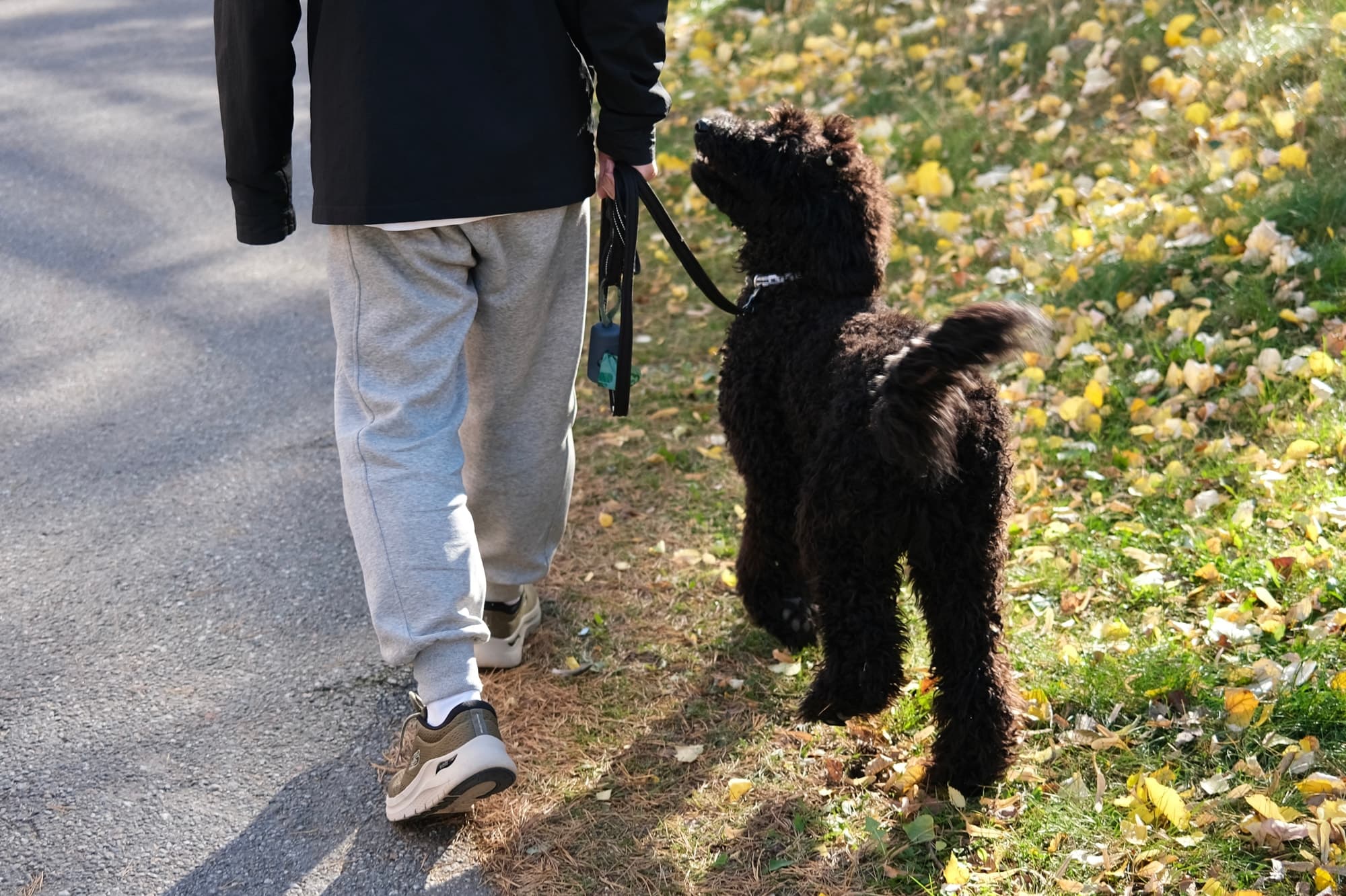 A black poodle walking beside Evan and looking up at him along an autumn path