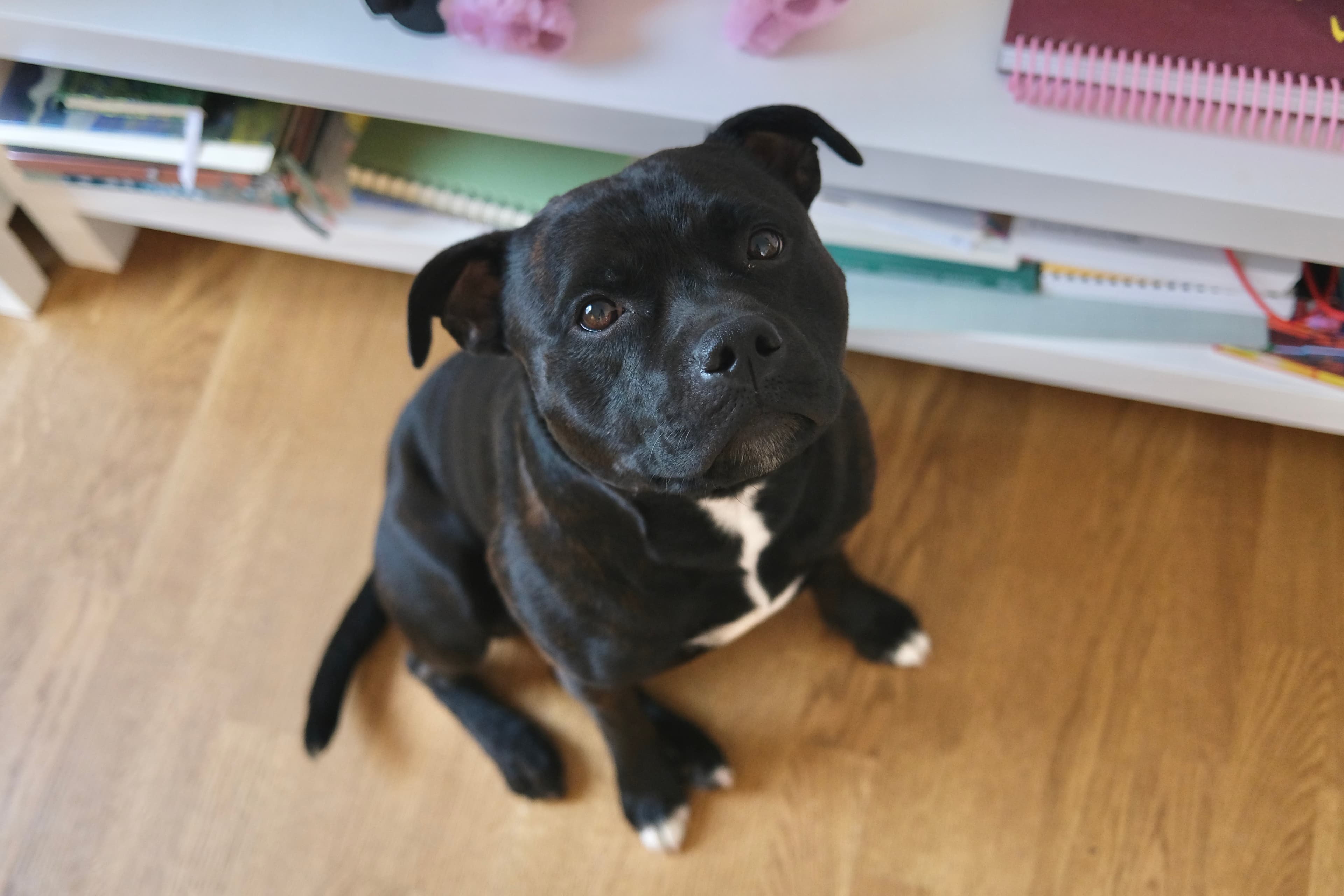 Aston, a black Staffy, looking curiously up toward the camera