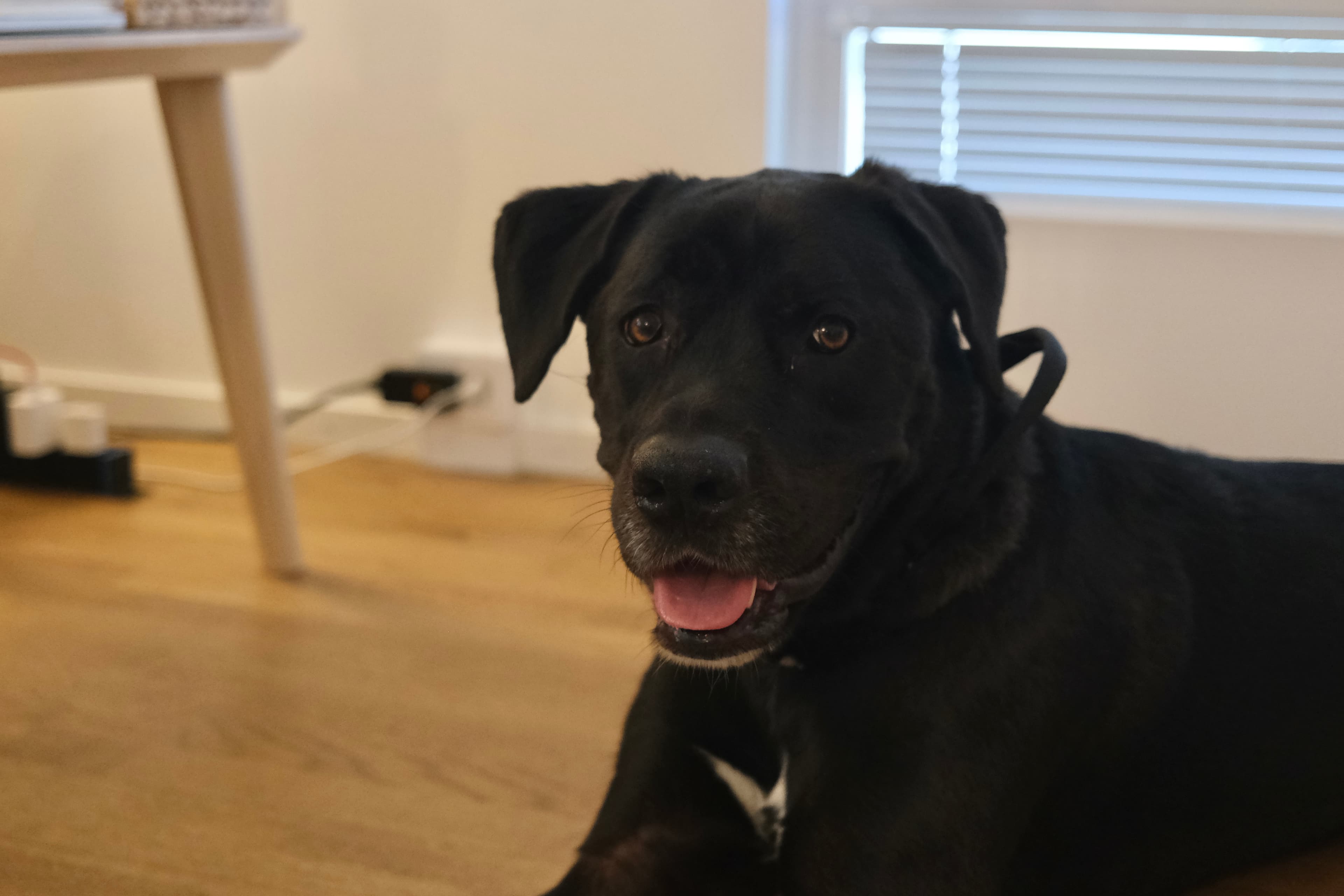 Black dog relaxing indoors at Mysa Dog Studio