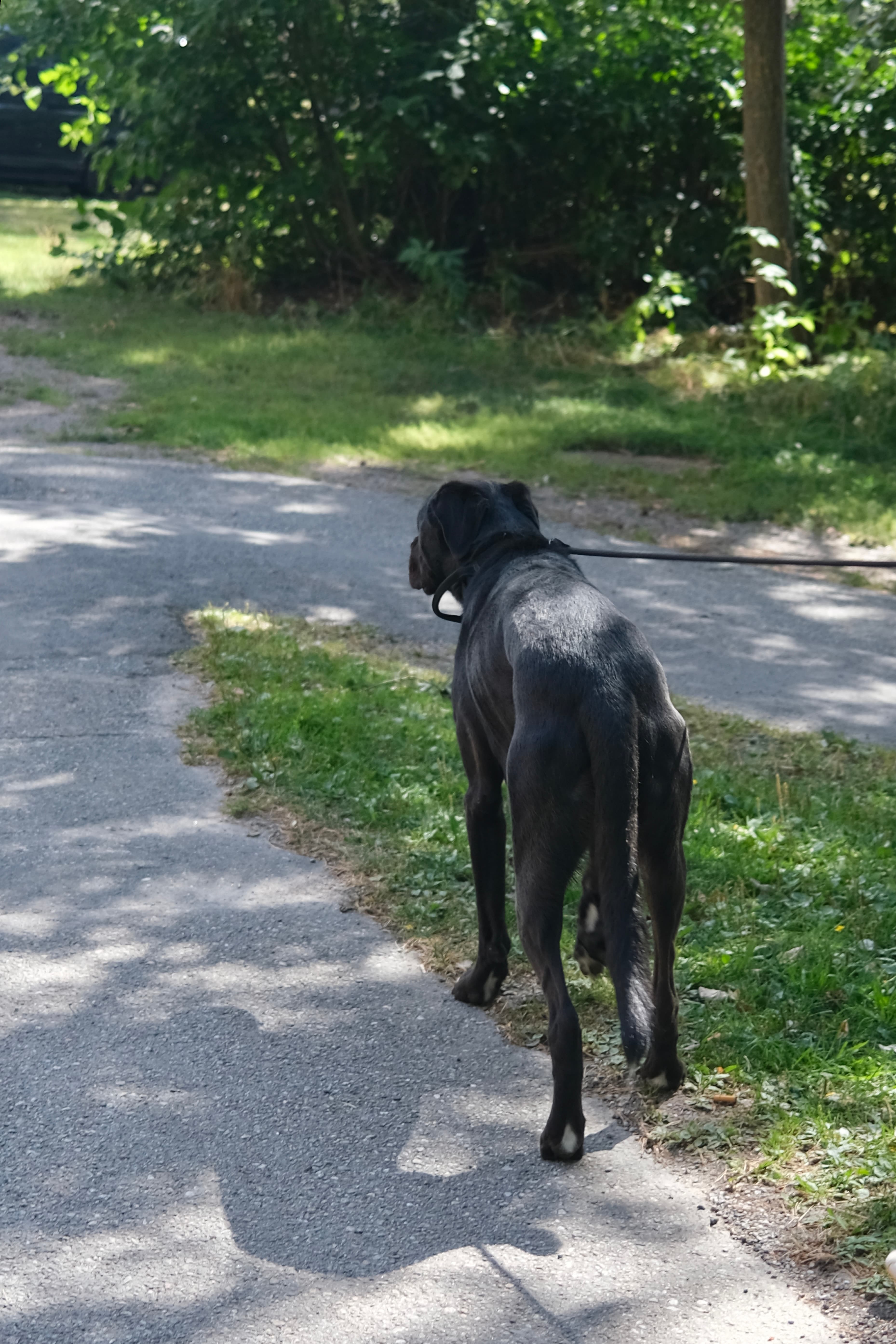 Black dog standing calmly outdoors during a walk
