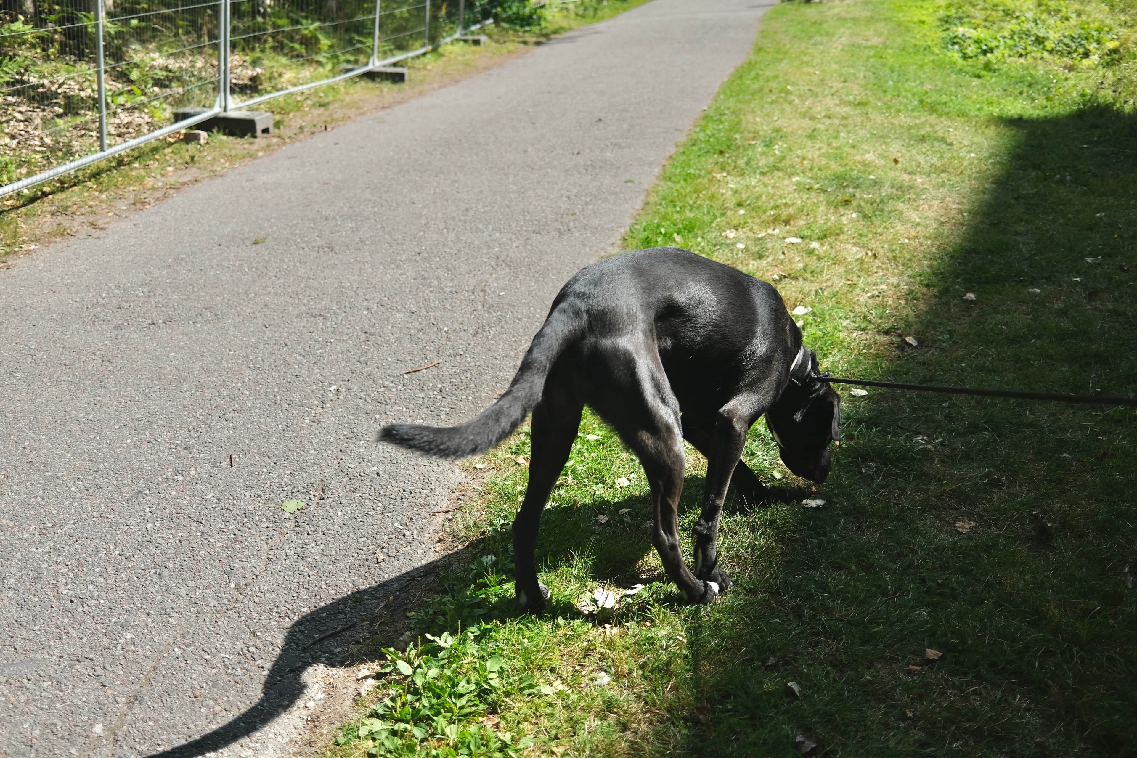 Black dog sniffing during an outdoor walk in Stockholm
