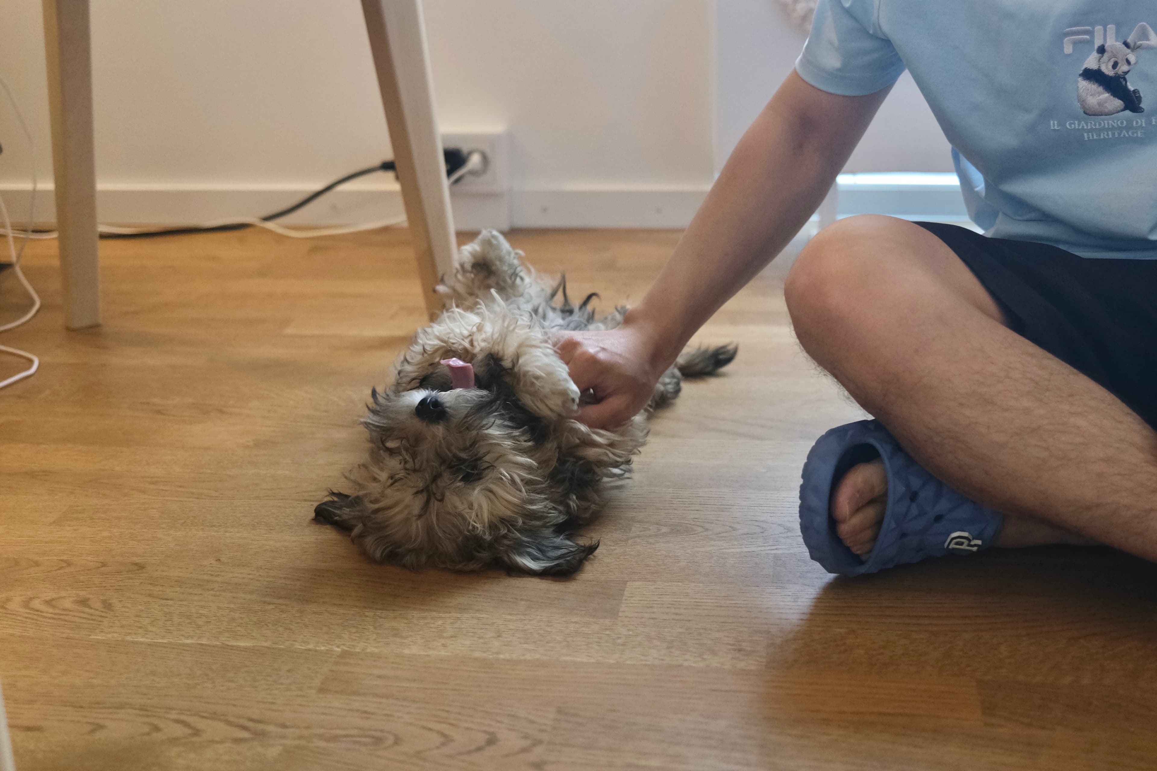 Puppy enjoying a playful indoor care moment