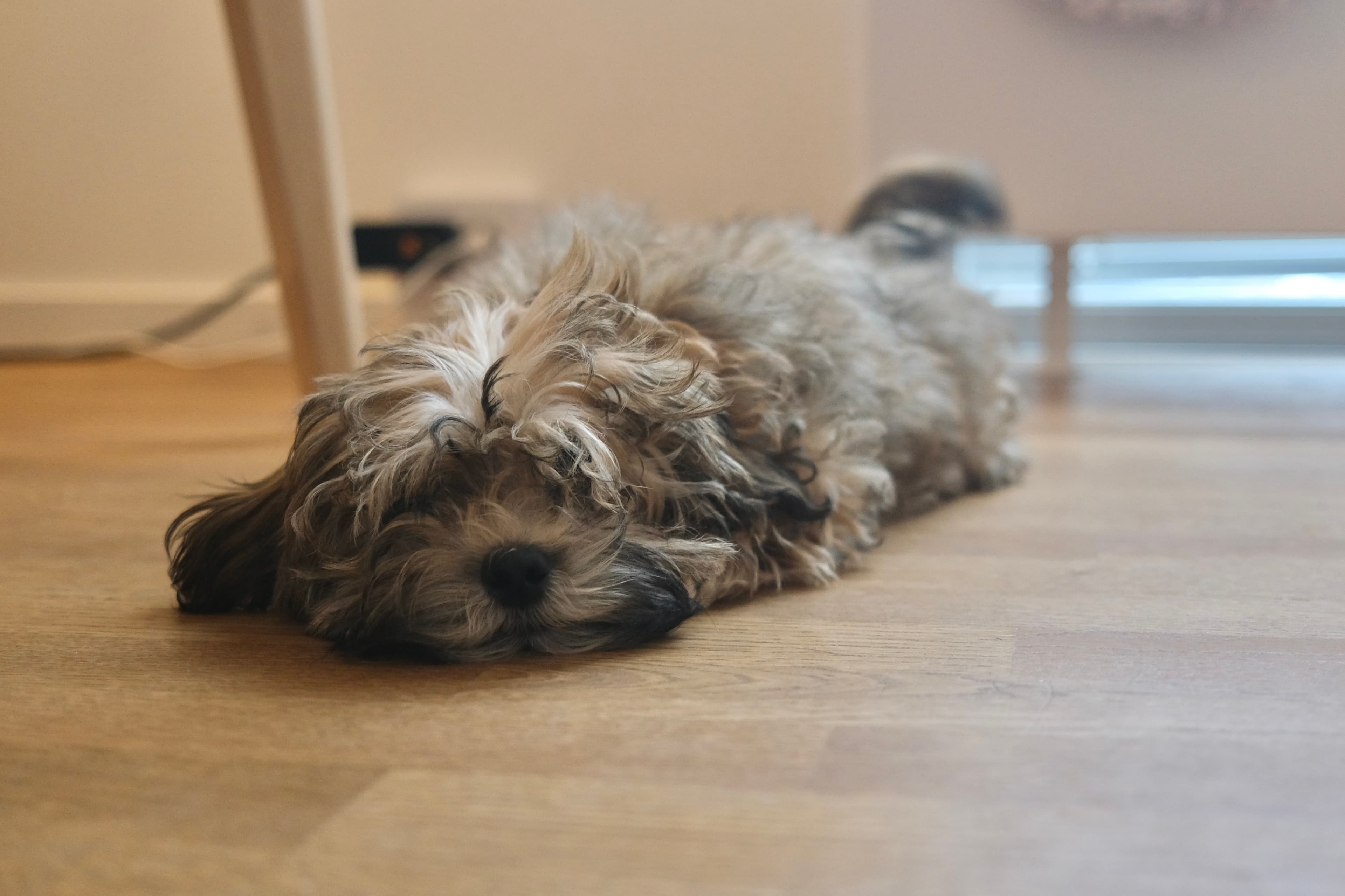 Puppy resting calmly on the floor between activities