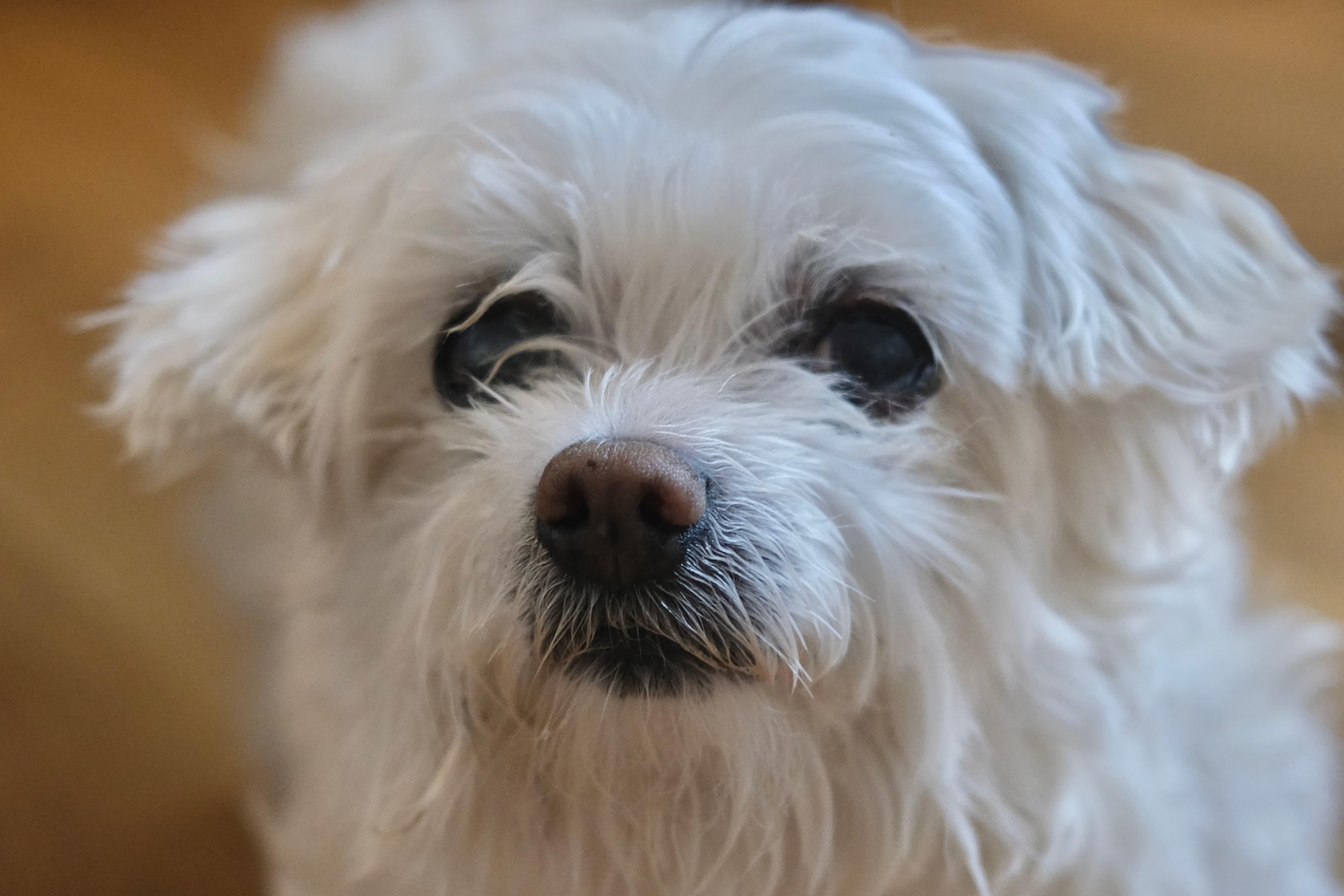 Close-up portrait of a small white dog