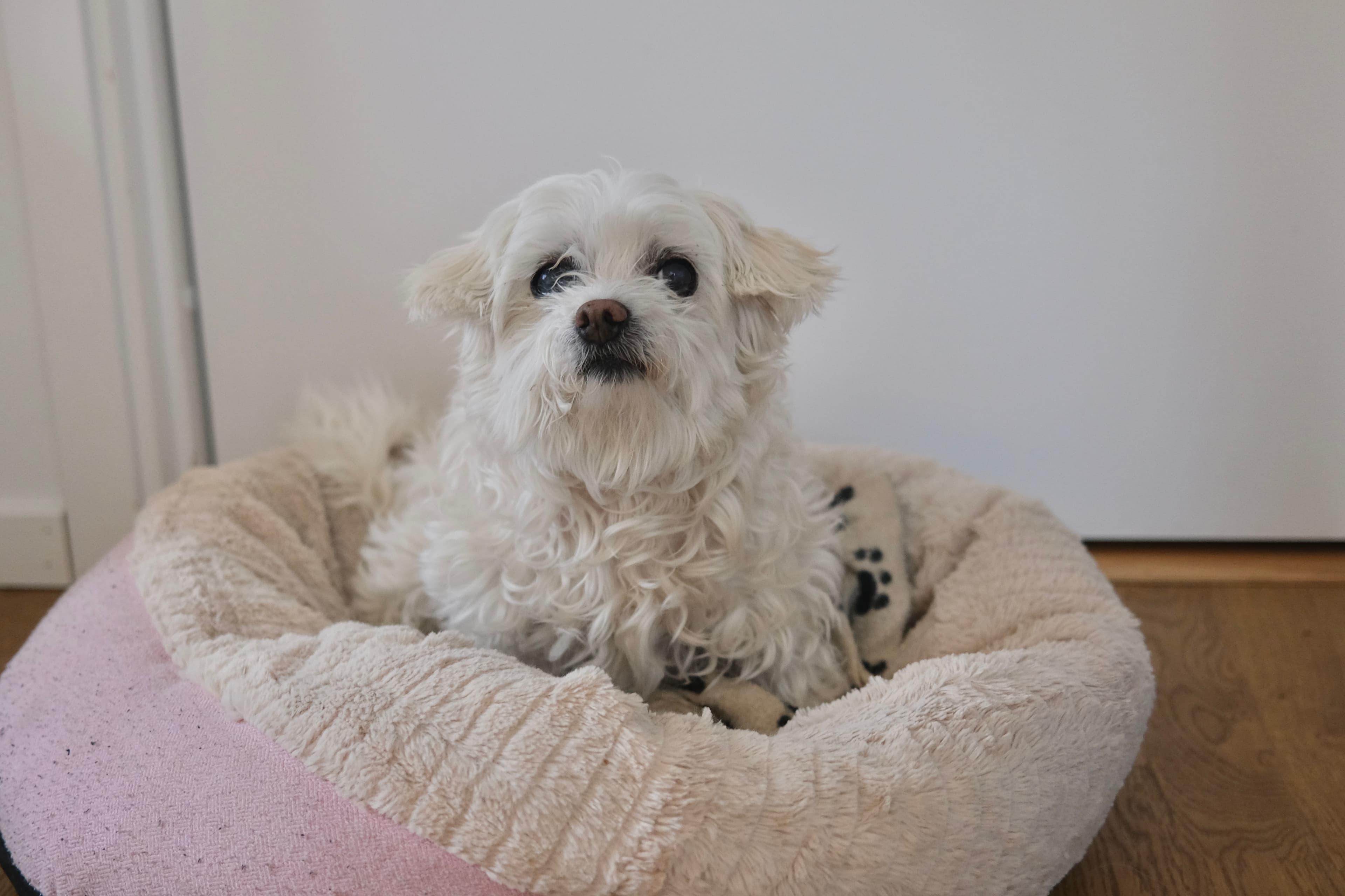 Small white dog sitting comfortably in a soft bed