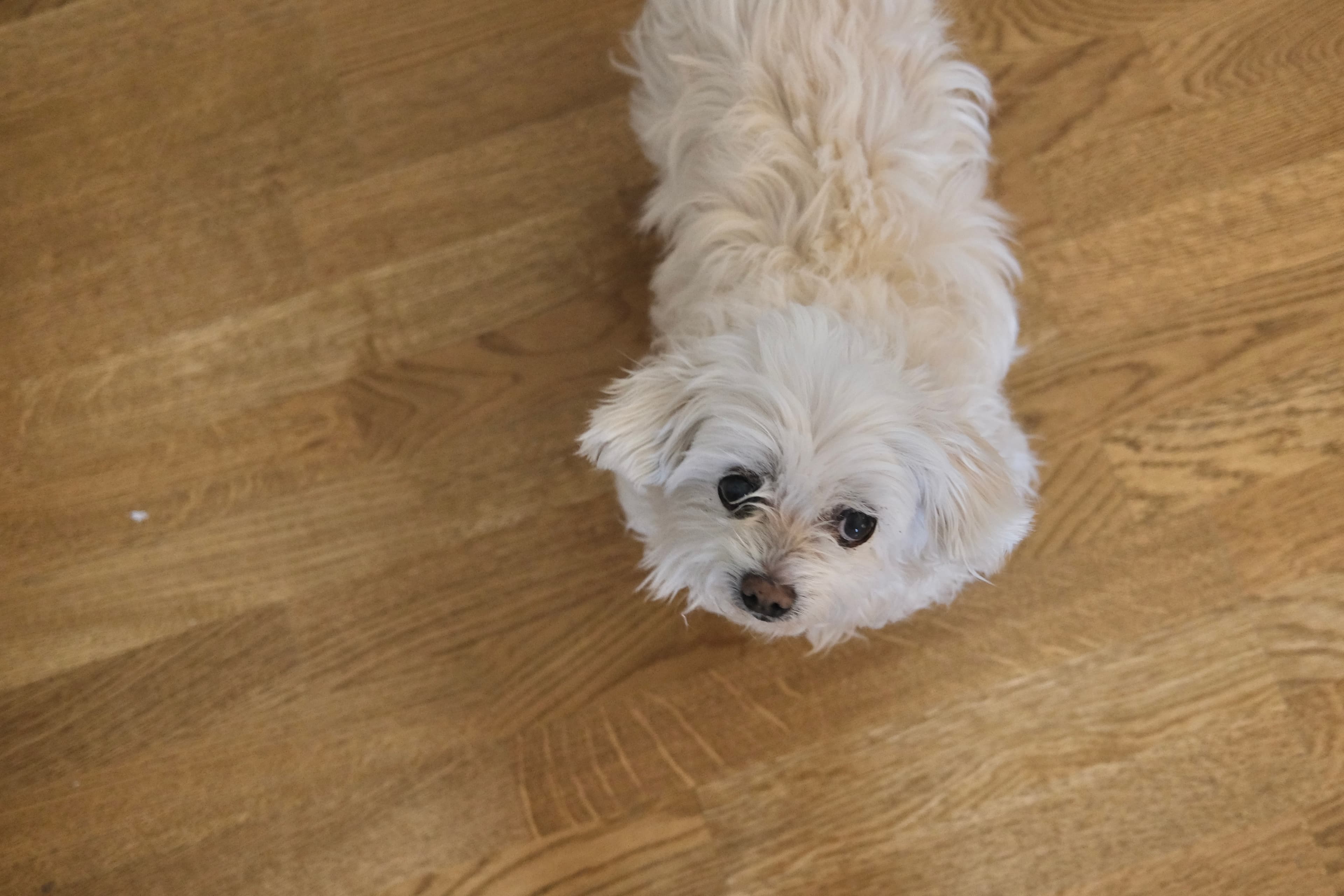 Small white dog looking up indoors at Mysa Dog Studio