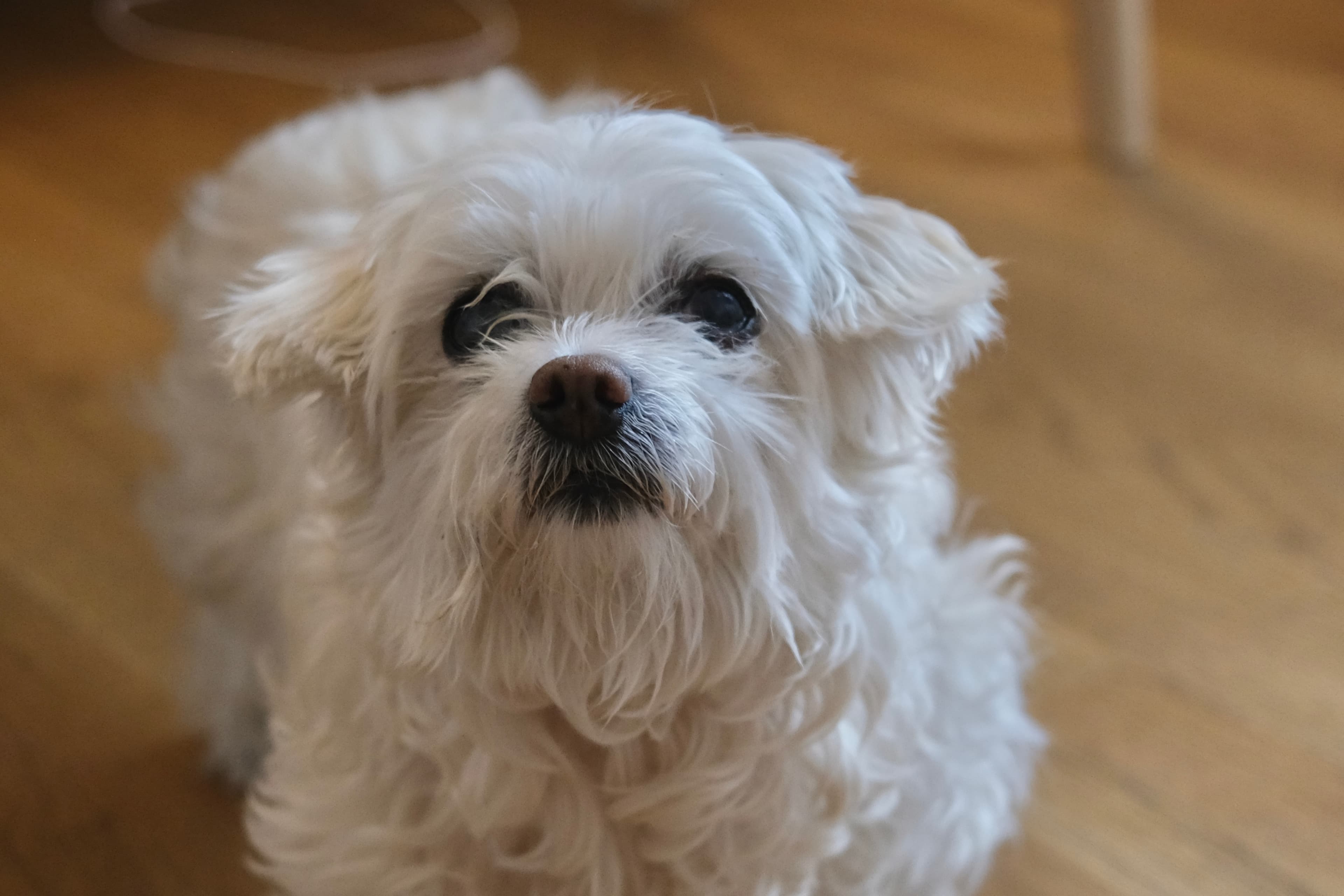 Close portrait of a small white dog indoors