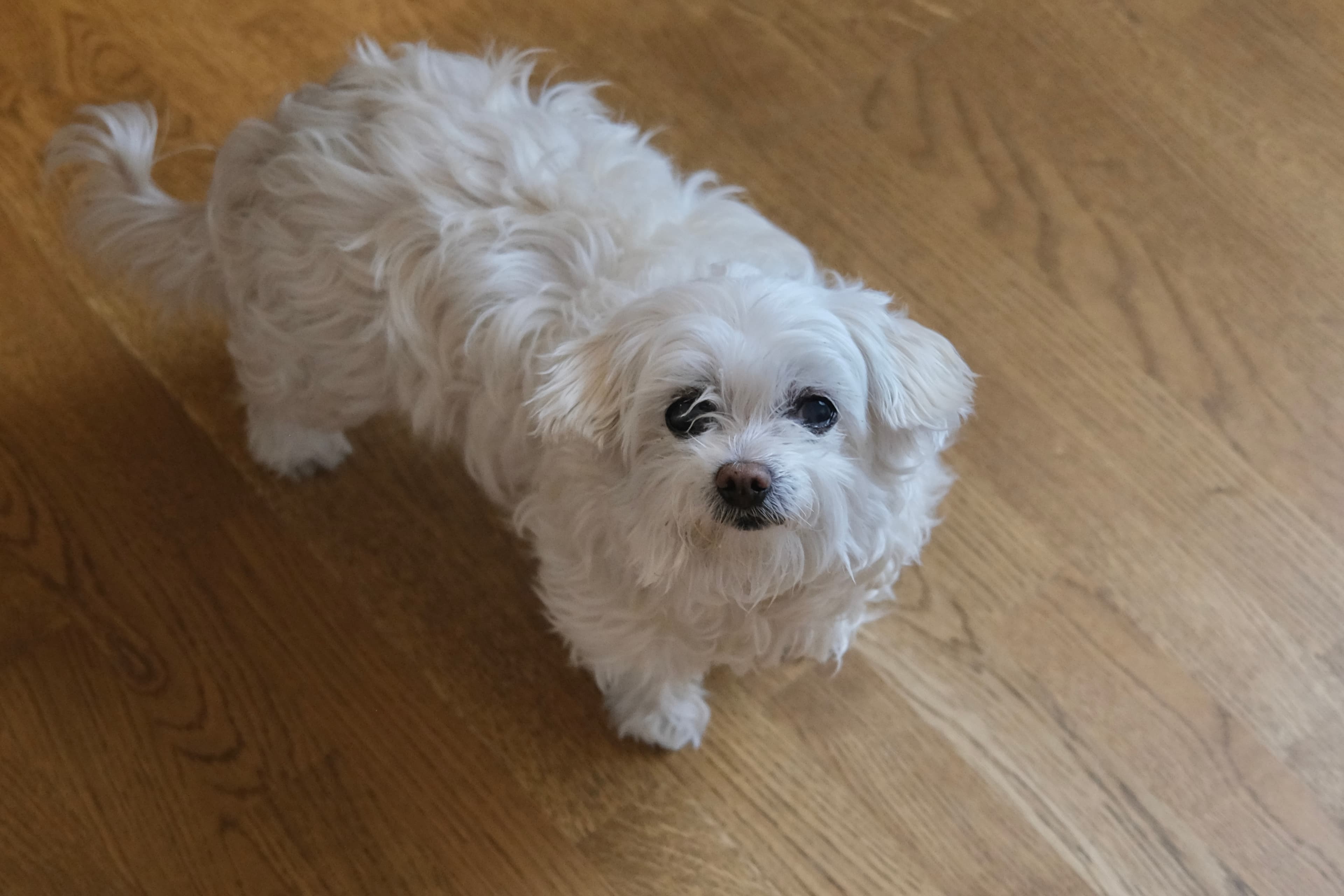 Small white dog standing attentively indoors