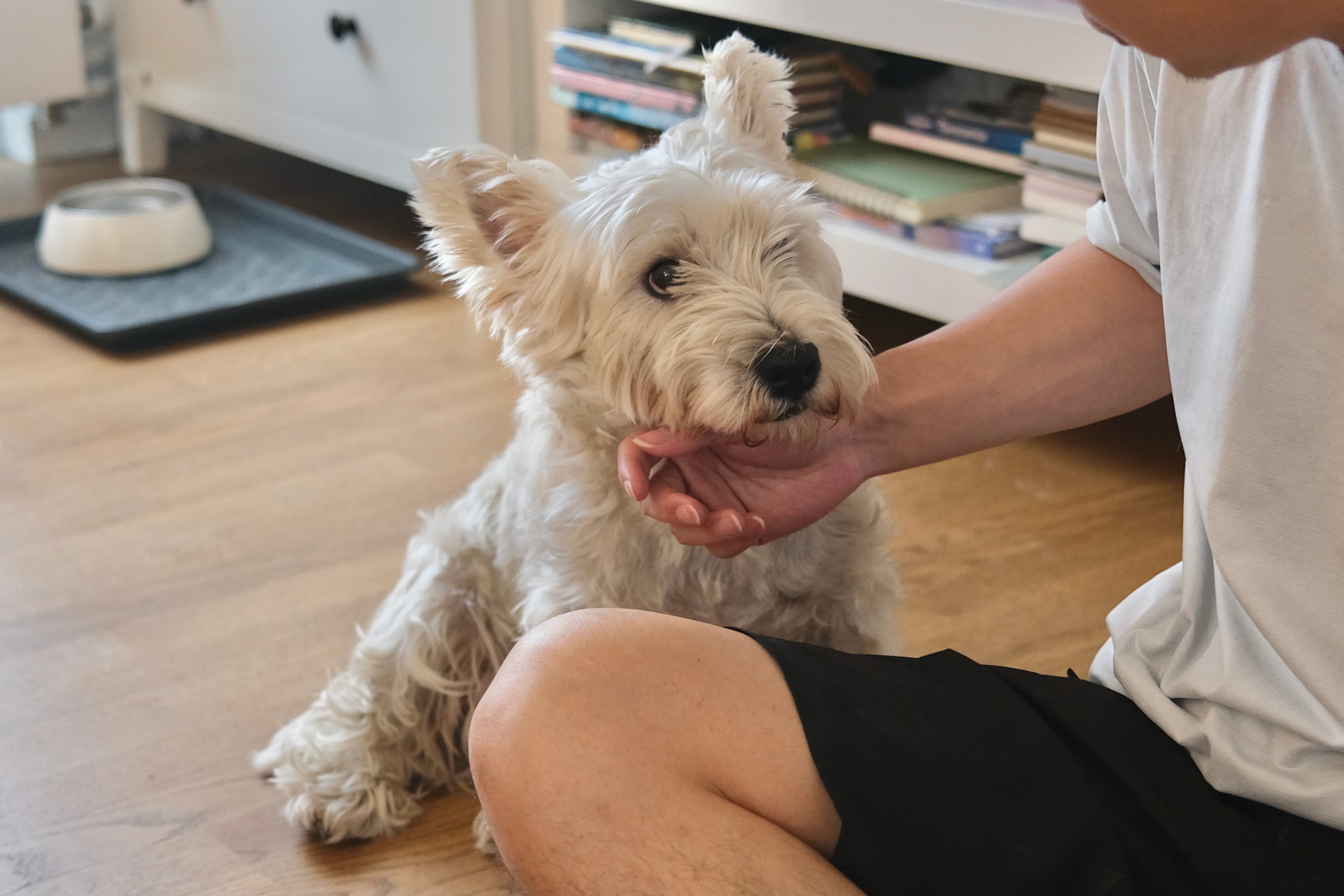 Small white terrier receiving gentle attention from Evan indoors
