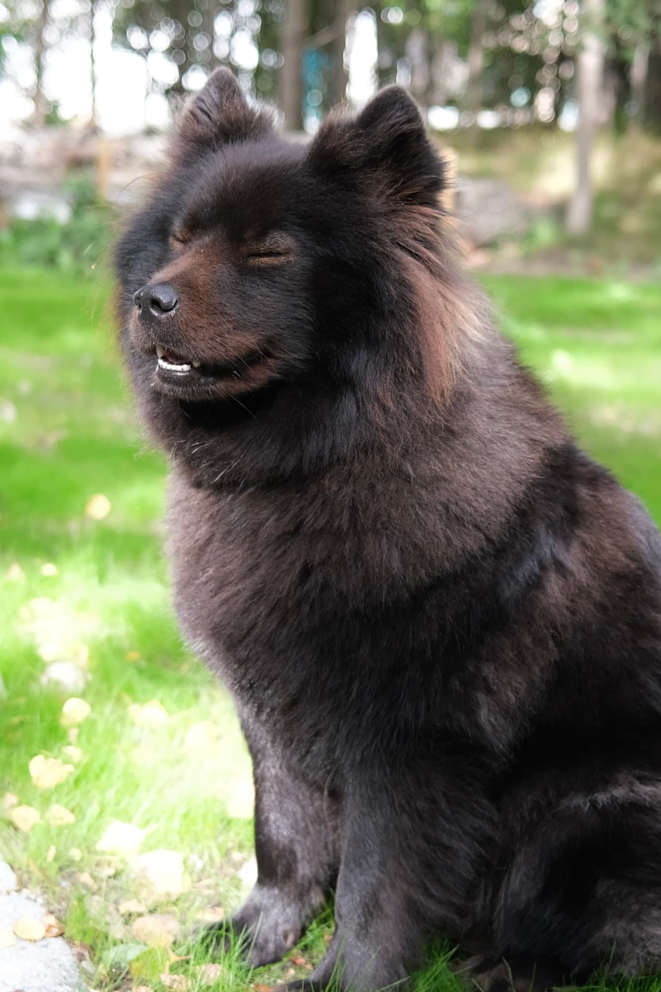 A fluffy black dog sitting on grass outdoors with its eyes closed