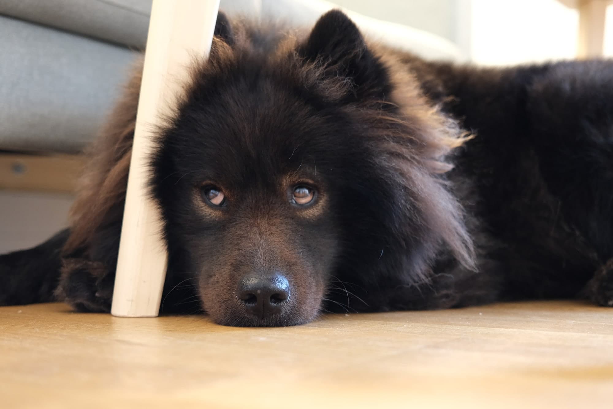 A fluffy black dog resting its head on a wooden floor beside a chair leg