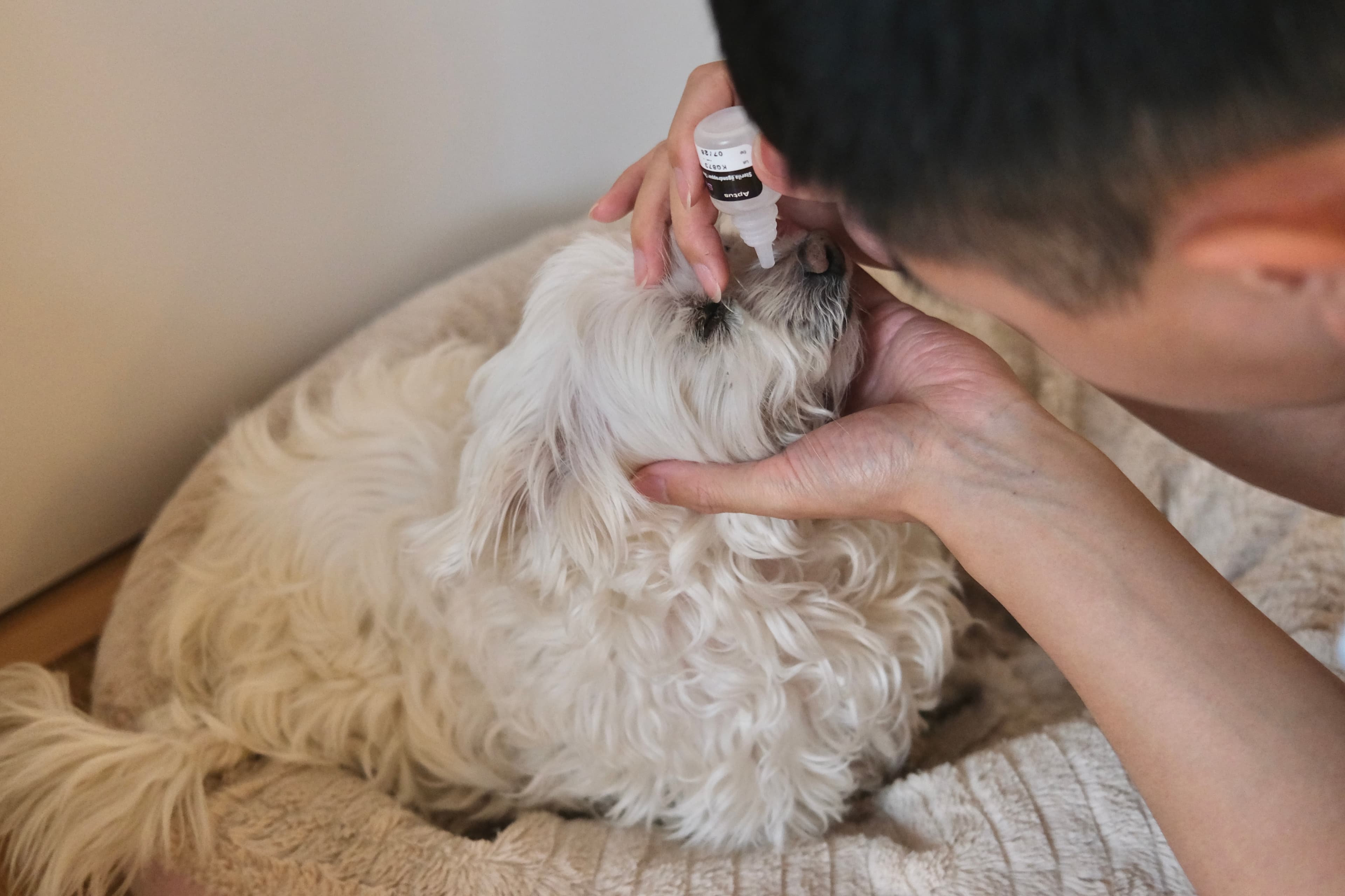Evan carefully following a white dog's individual care routine