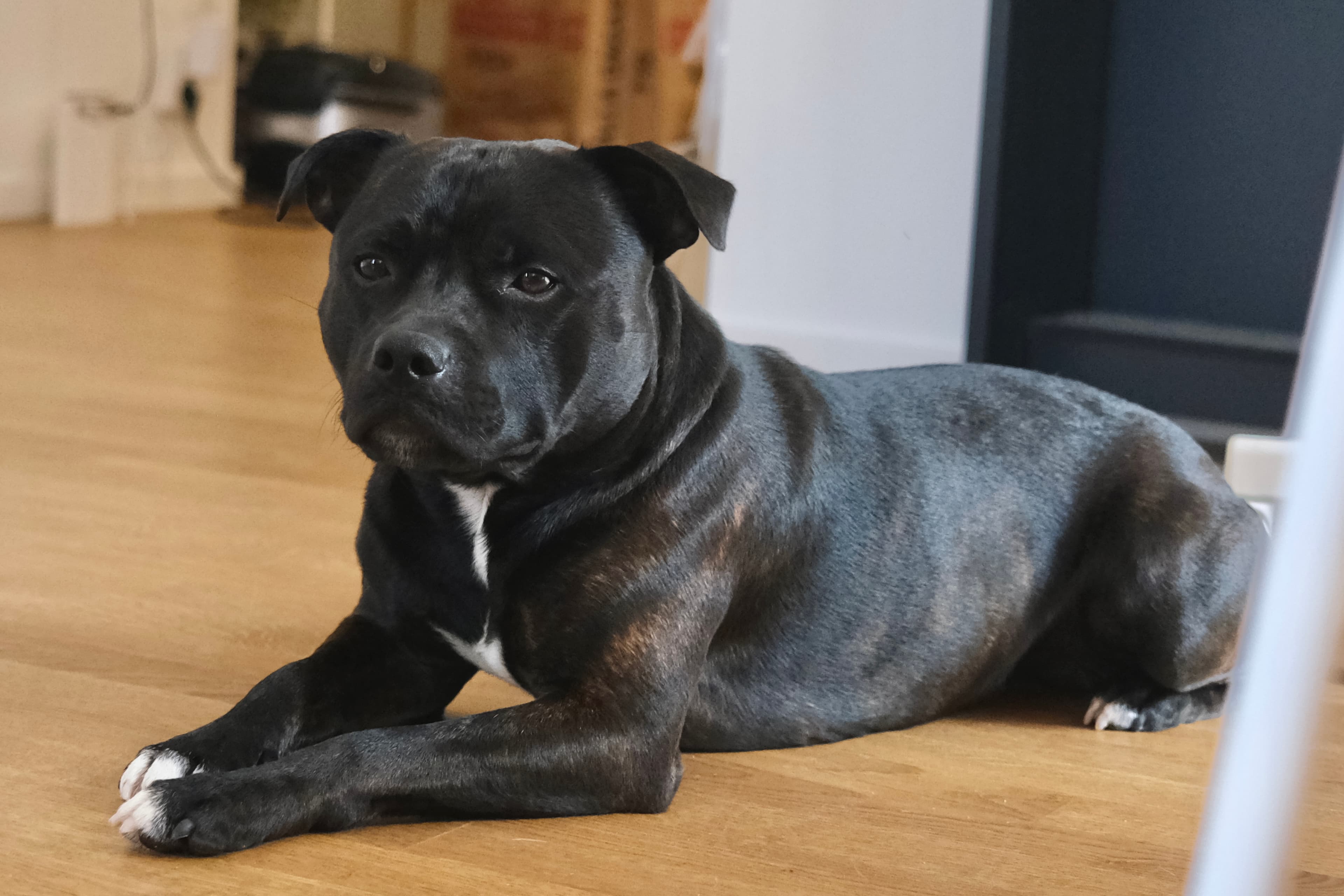 Aston, a black Staffy, resting calmly indoors at Mysa Dog Studio