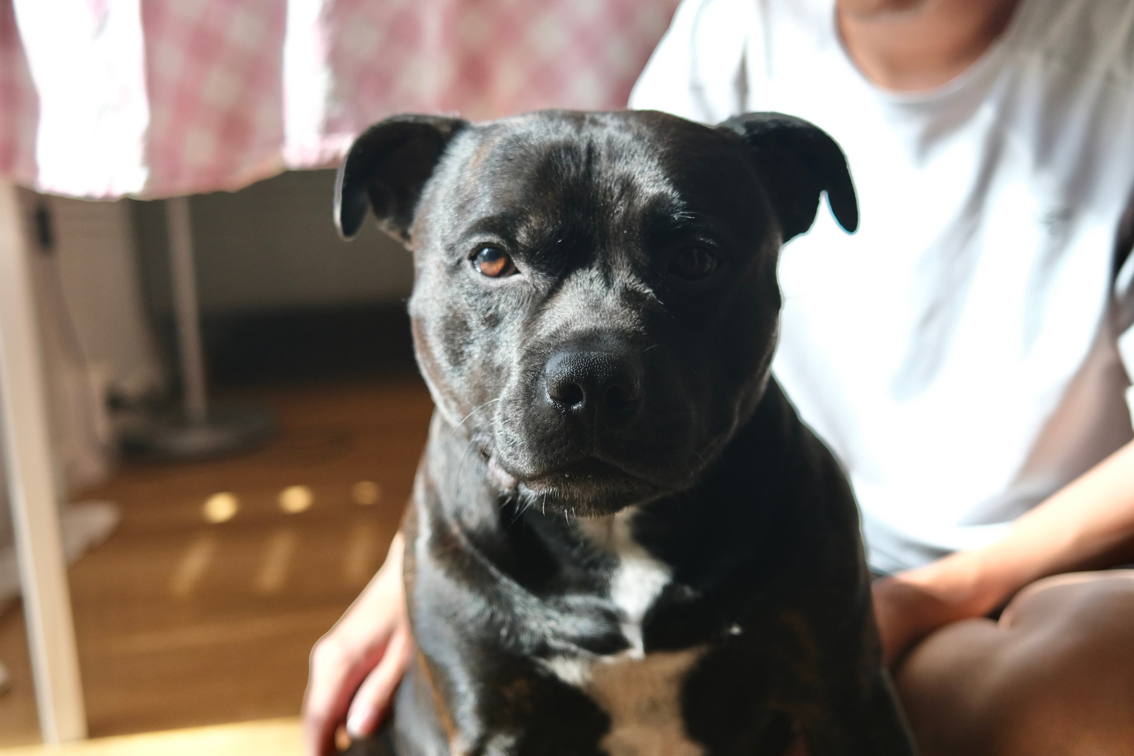 Aston looking calmly toward the camera during an indoor care moment