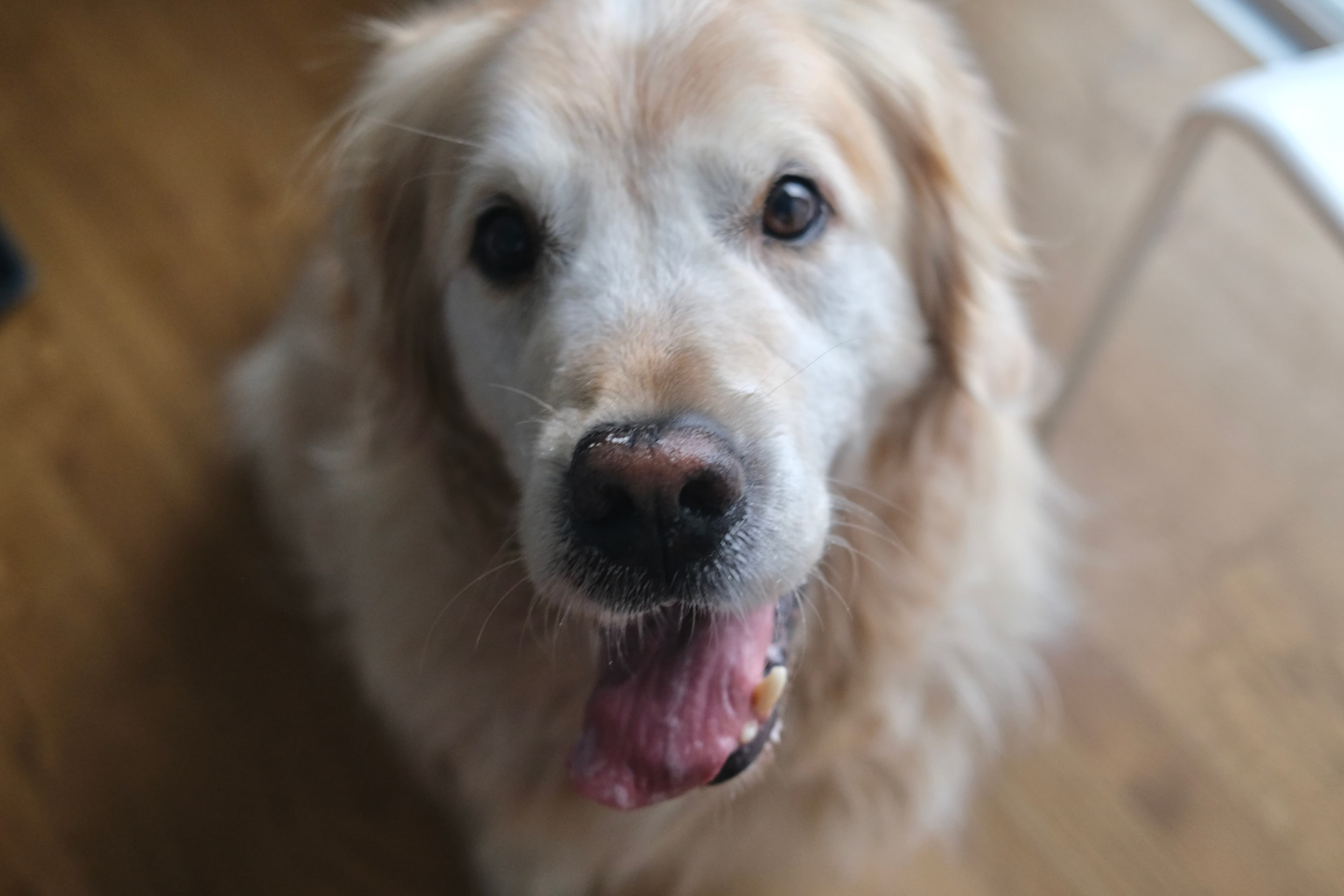 Golden dog looking happily toward the camera
