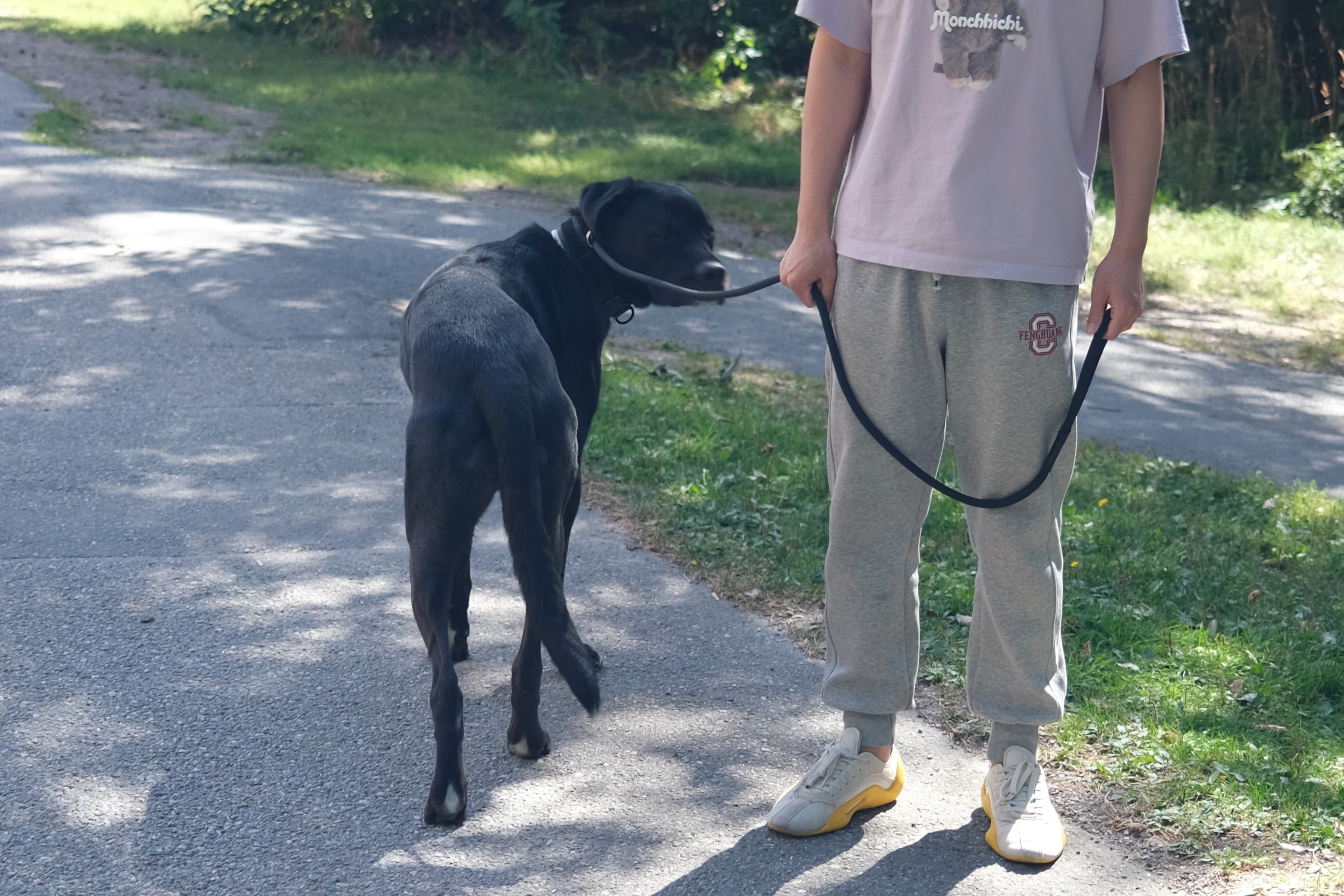 Black dog walking calmly on leash during a one-dog-at-a-time walk