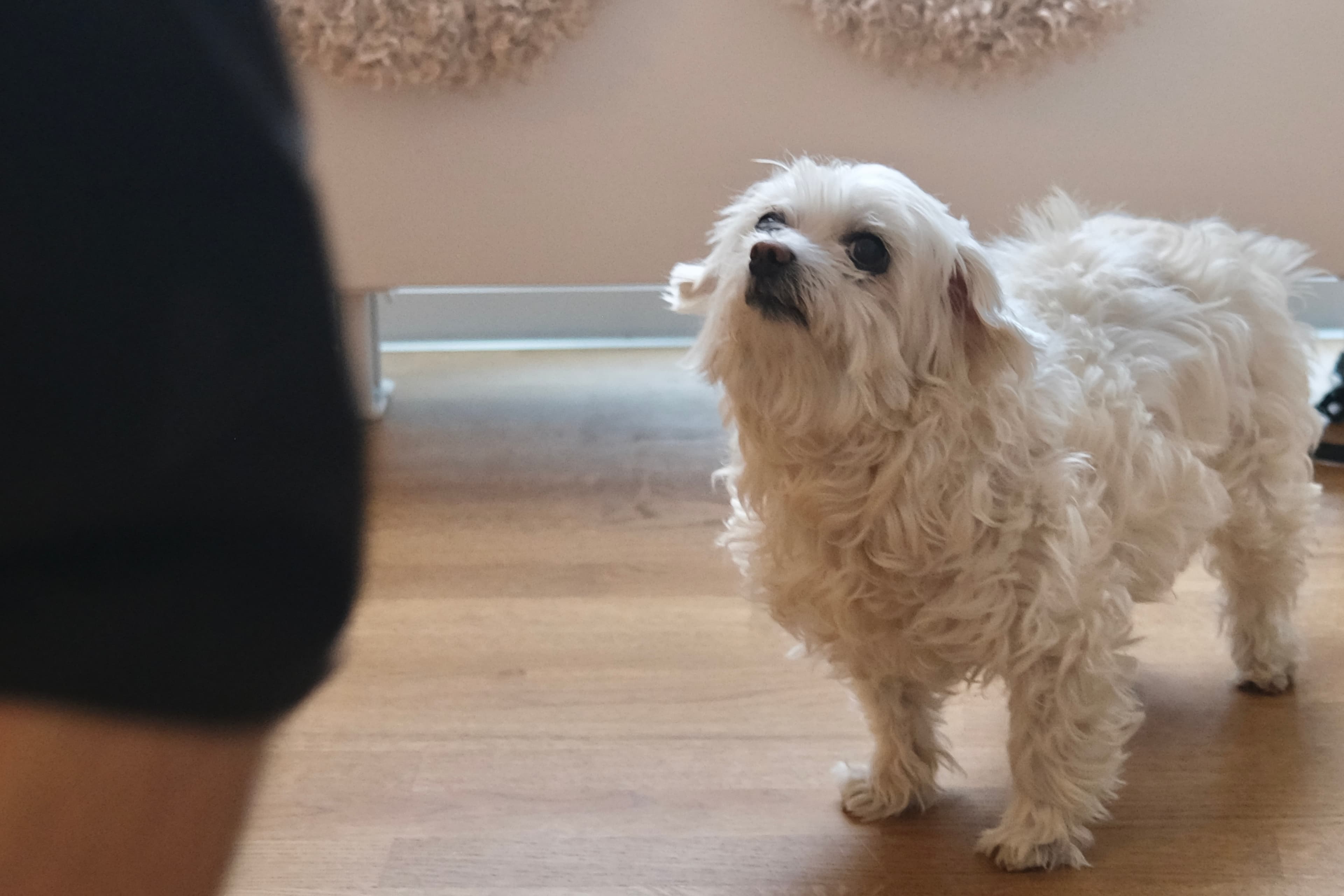 Small white dog standing attentively indoors