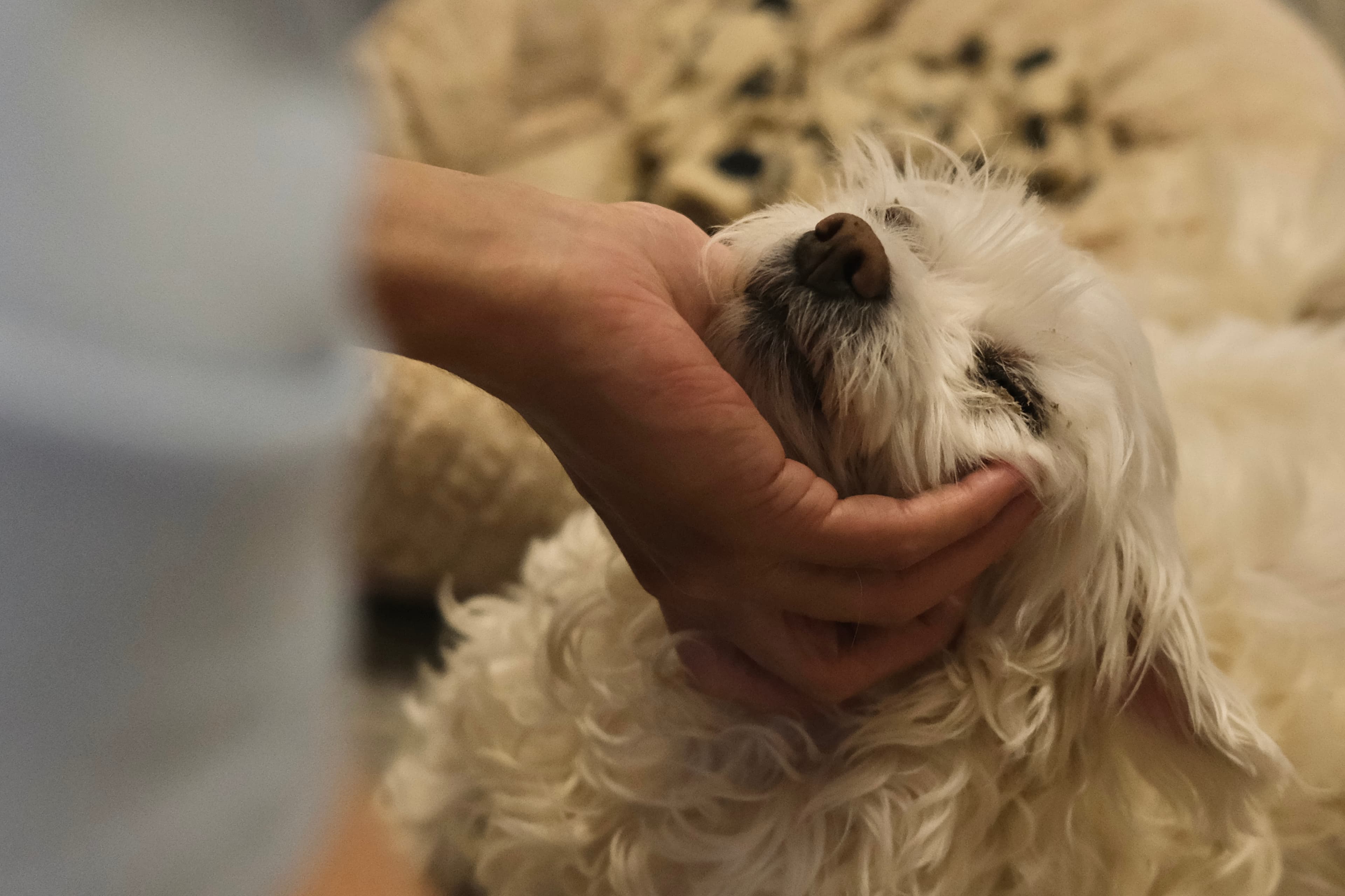 Small white dog receiving gentle individual attention