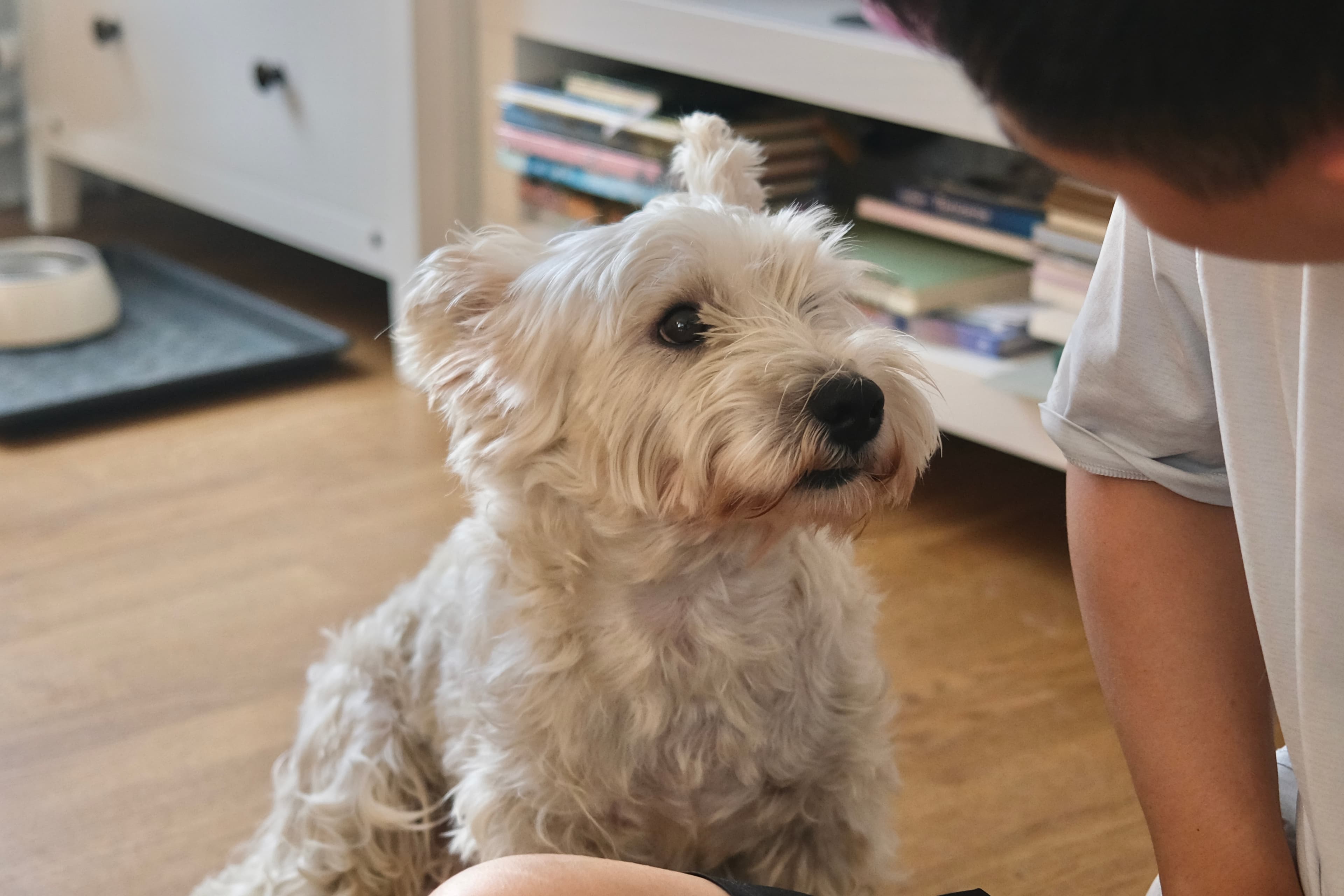 Small white terrier receiving calm individual attention indoors at Mysa Dog Studio