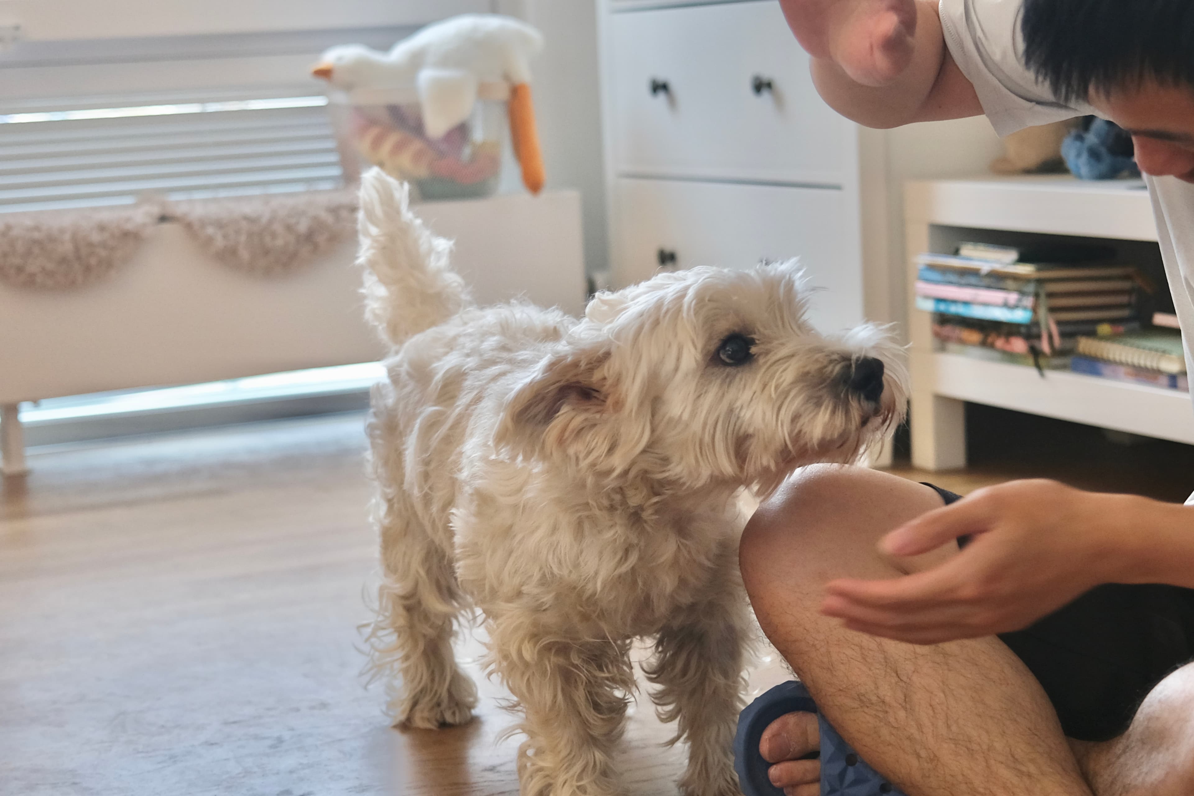 Evan calmly interacting with a small white terrier during home-style dog care